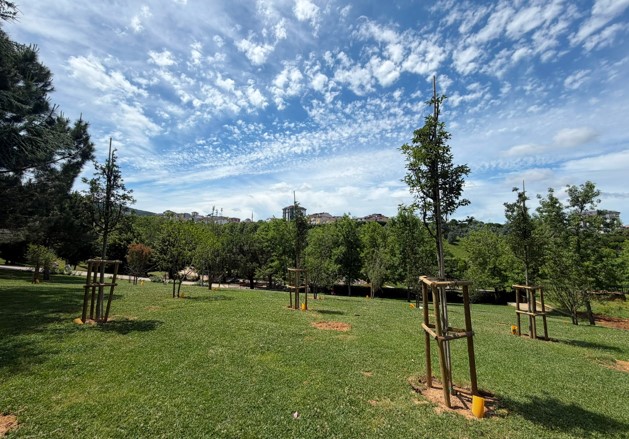 İBB, park ve bahçelere meyve ağaçları dikiyor